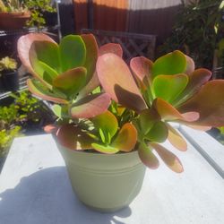 Diferentes Suculentas Plant $7 