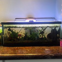 20 Gallon Freshwater Aquarium – Fully Set Up 🌿🐟