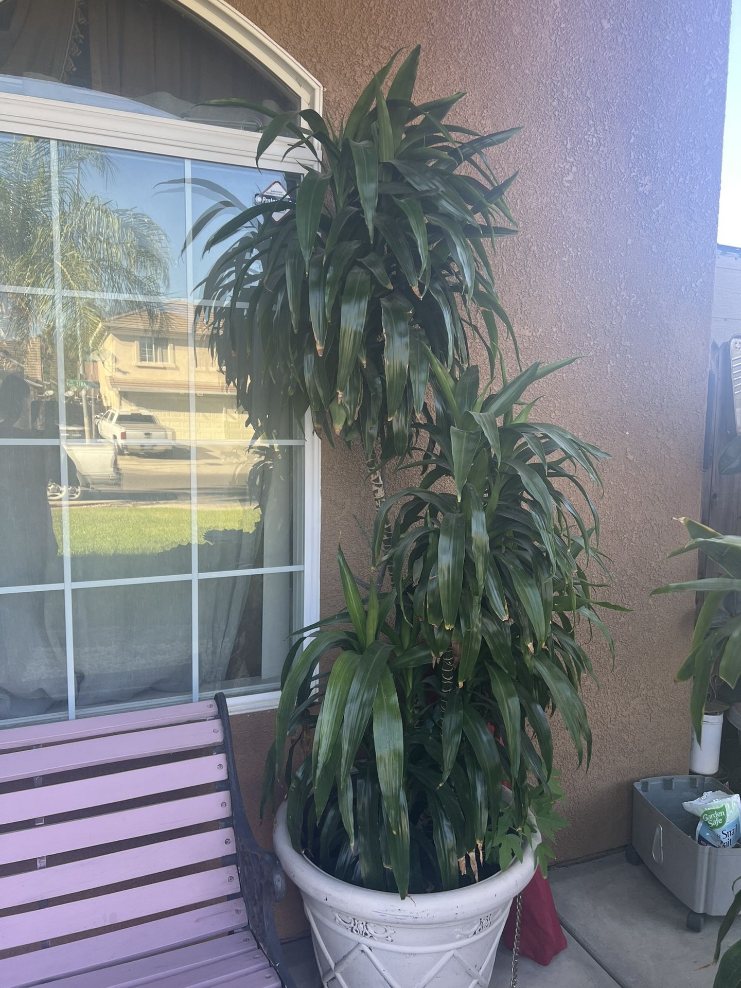 Plants Real