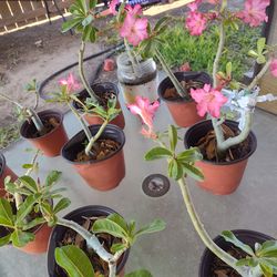 Desirable flowers plants and tiny soldiers exotic plants each $10