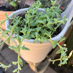 Strings Of Dolphins Plant