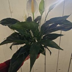 6" Peace Lily (LAST ONE)
