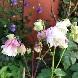 Beautiful Aquilegia Perennial Plant Attracts Hummingbird Birds.