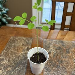 Organic Non Gmo Moringa Seedling. Tree Of Life. Entire plant is edible and nutritious.