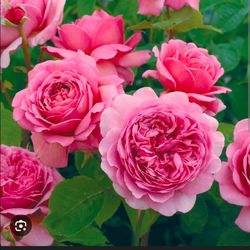 Prince Alexander of kent David Austin rose