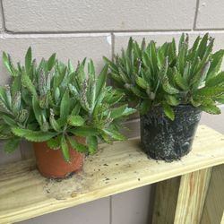 Alligator Plants