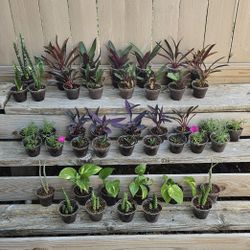 Succulents  And Chisme.  1.50