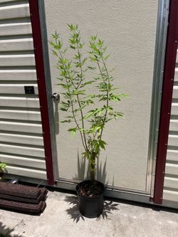 5 ft tall Vitex Tree / Chaste Tree | Pink Flower | Deciduous Plant