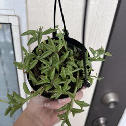 String Of Dolphins Hanging Pot