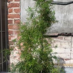 Beautiful Fern Plant Big.