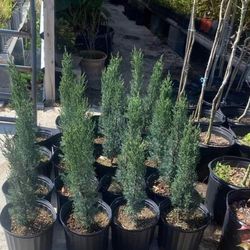 Italiano Cypress For Sales 