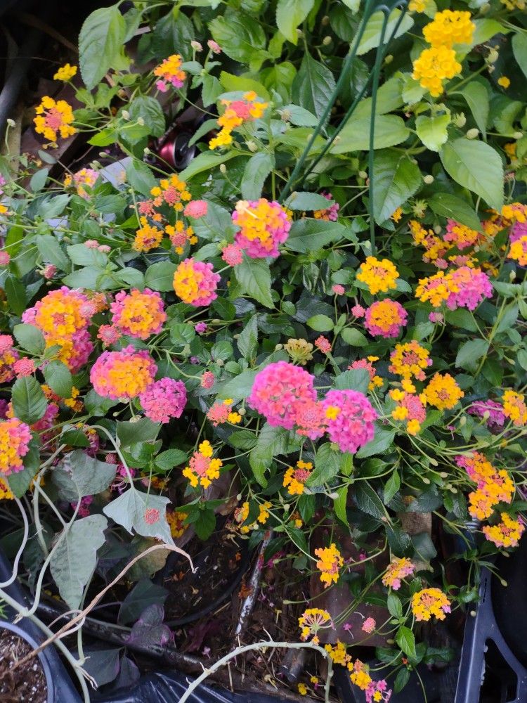 Lantana