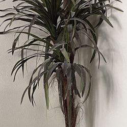 Tall Silk Plant And bamboo basket/container