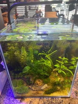 New aquael 20L as pictured aquascape planted fish tank aquarium.