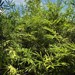 Non-invasive Clumping Mature Bamboo