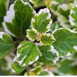 Variegated Swedish Ivy  🪴🌿💊