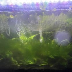 30 gallon fish tank with everything Needed