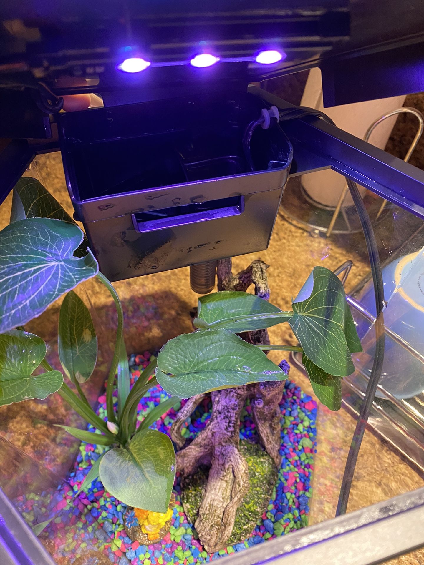Fish Tank