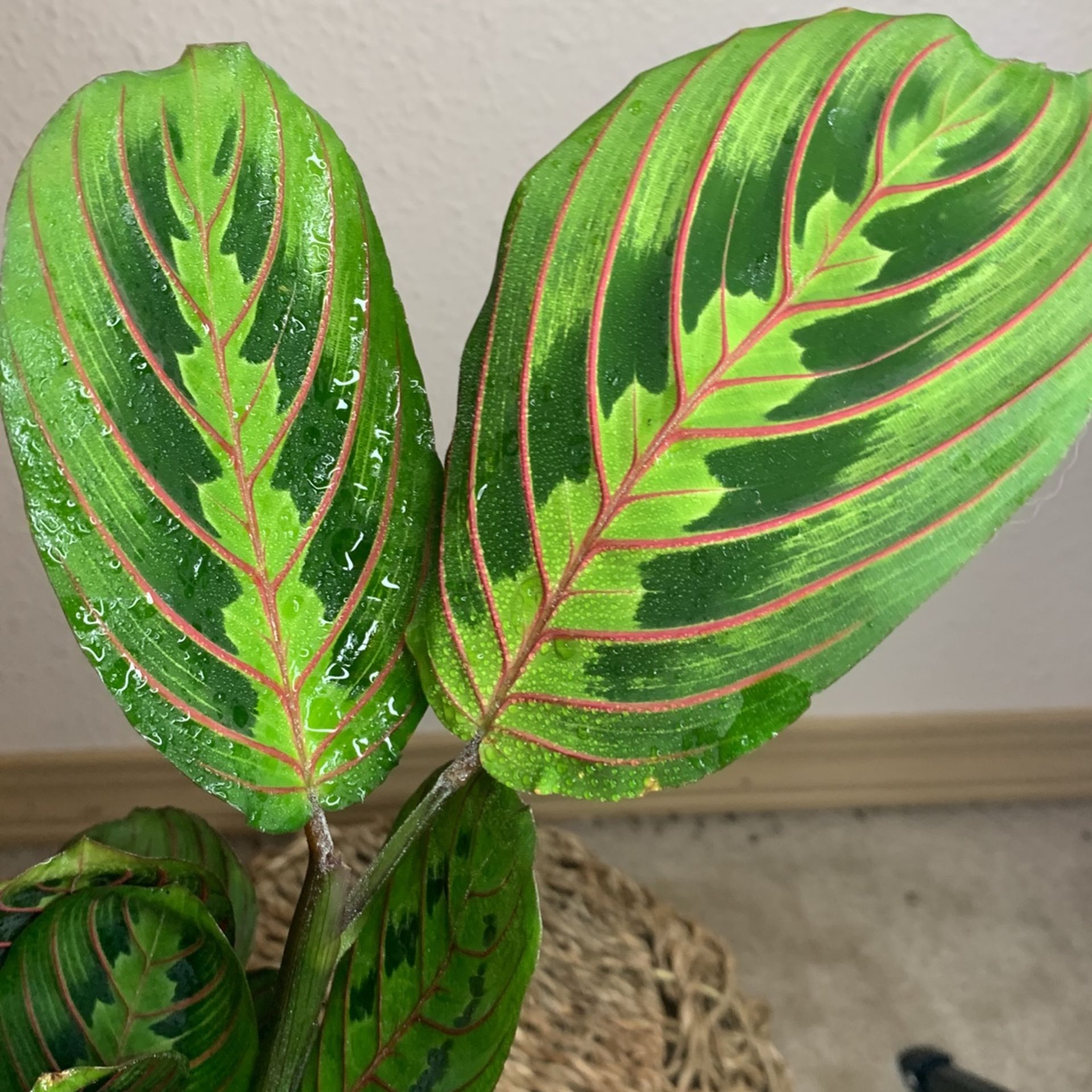 Red Marantha Prayer Plant Non Toxic 