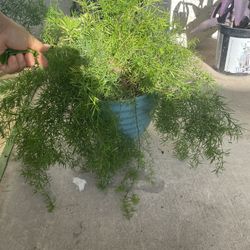 Beautiful Plant For $15