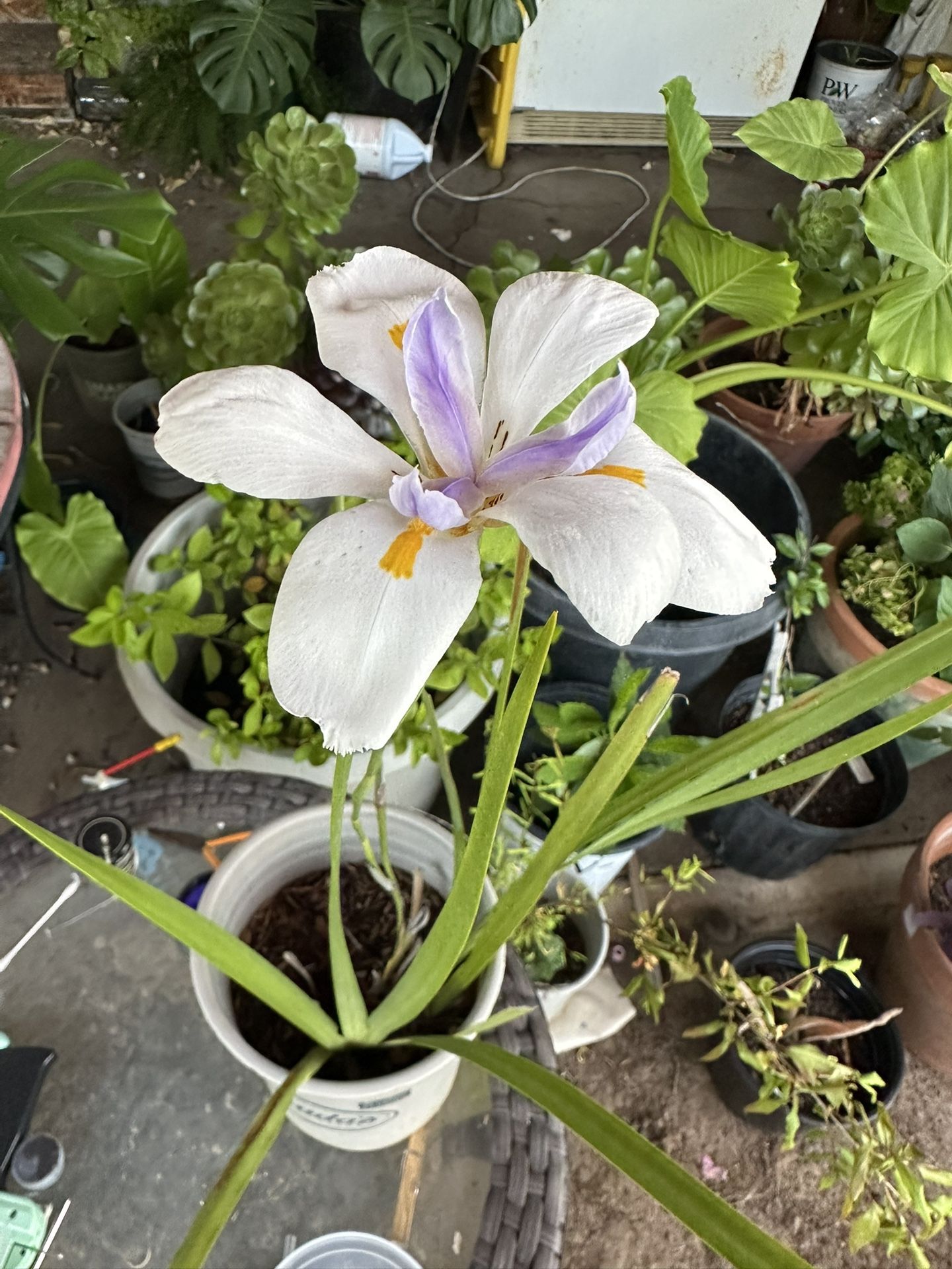 Outside Plant
