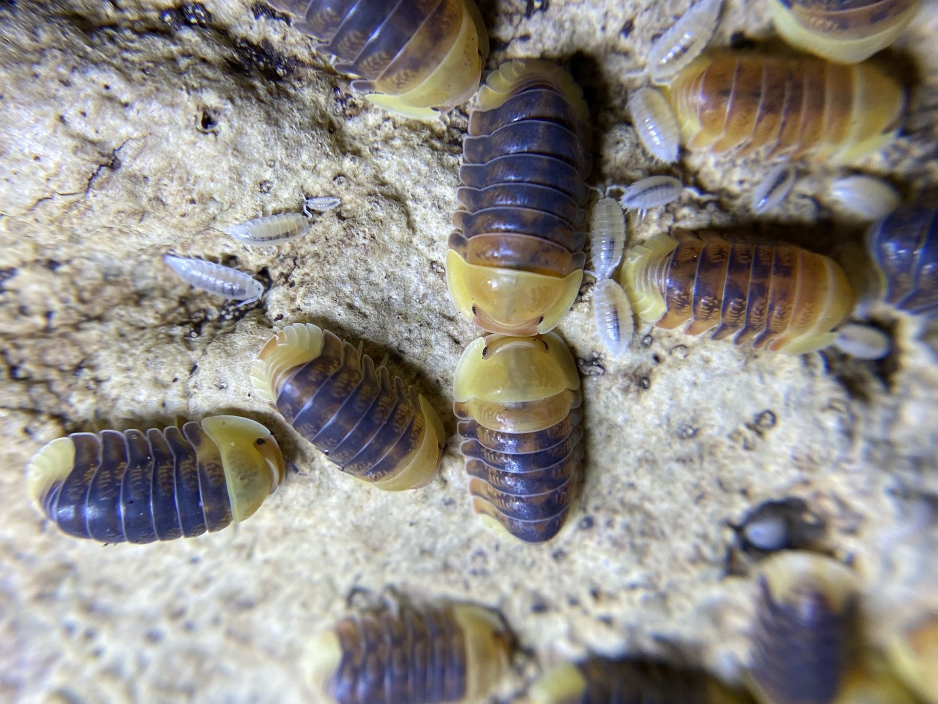 Cubaris Rubber Ducky Isopods