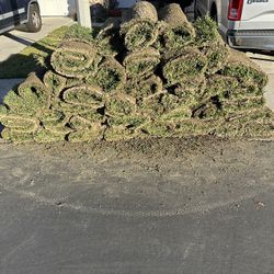 St Augustine Sod