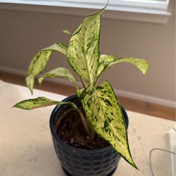 Dieffenbachia Plant in Blue Pot