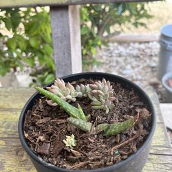 Succulents / Aloe Vera