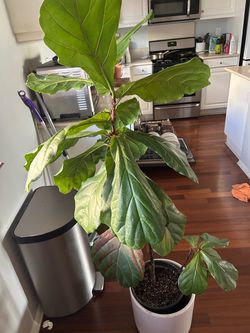 5ft Fiddle Leaf Fig Tree in White Pot