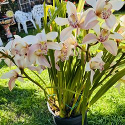 Cymbidium Orchid Plants In 5 Gallon Pot(6 Spikes) - Big Full Pot And Ready To Break And Repot 
