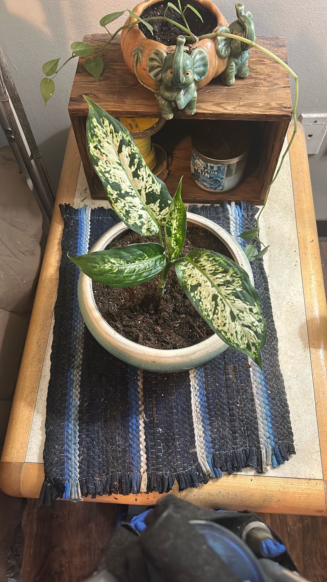 Leopard Plant With Pot