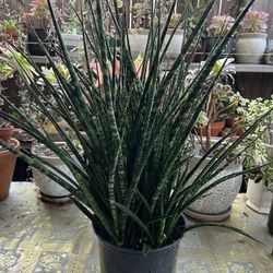 Tropical Plant In 3 Gallon Pot 