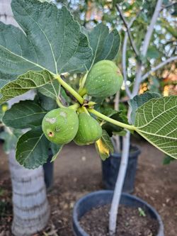 Arboles Frutales Higos, Papayas, Jujube, Mispero, Guava, Duraznos, Granado, Limones  dragonfruit