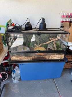 Reptile Terrarium Full Setup & Ball Python Snake