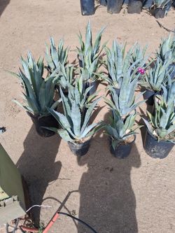 Agave
