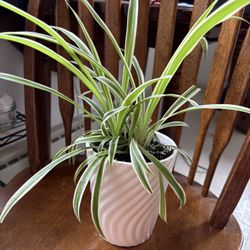 Spider Plant In Wavy Pot