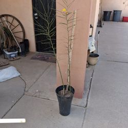 Palo Verde