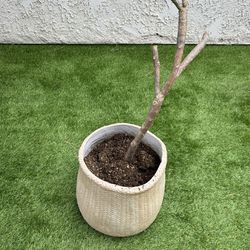 Pot with Plant 