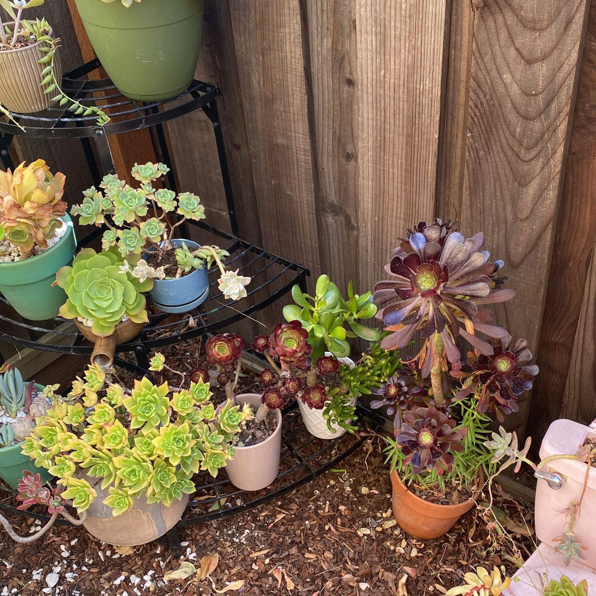 Succulents 