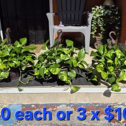 Healthy Pothos Plants