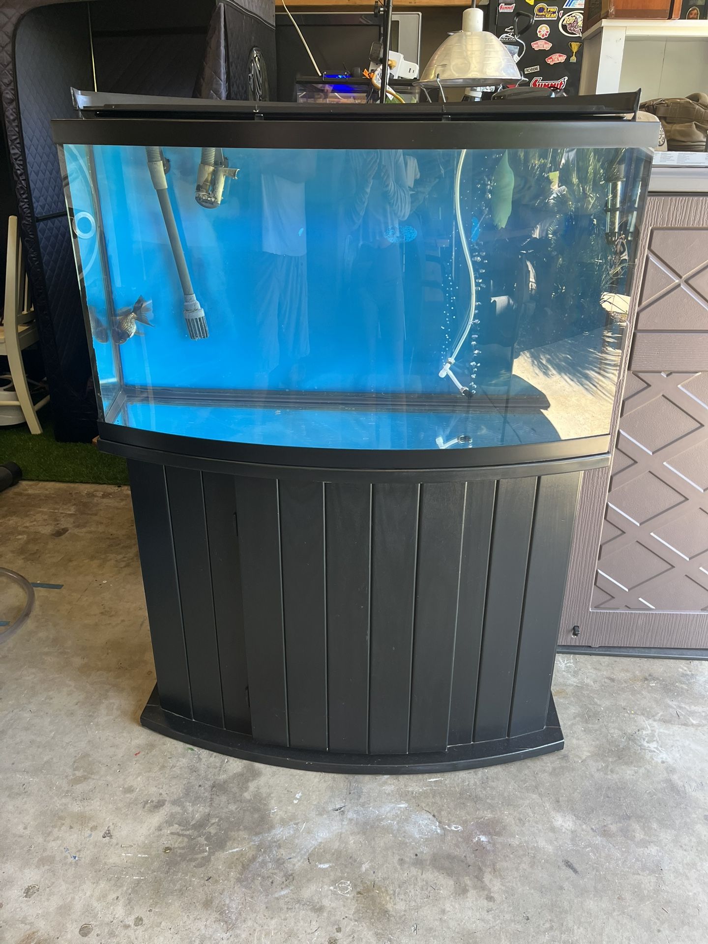 50 -gallon bow-front aquarium with a stand.