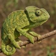 CHAMELEON + HABITAT & LIGHTS 