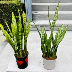 Snake Plants in Pots – Set of 3