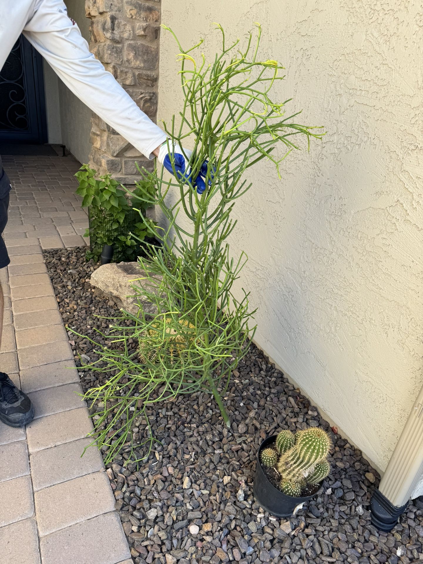 Freshly Cut Firestick Plants/trees