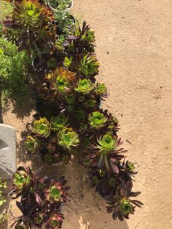 Succulent plants 1 Gallon