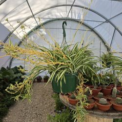 Spider Plant, Airplane Plant, Plantas, Hanging Basket Plant