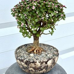 Portulacaria Afra Pink Variegated Bonsai (Planter Included)   #PC1