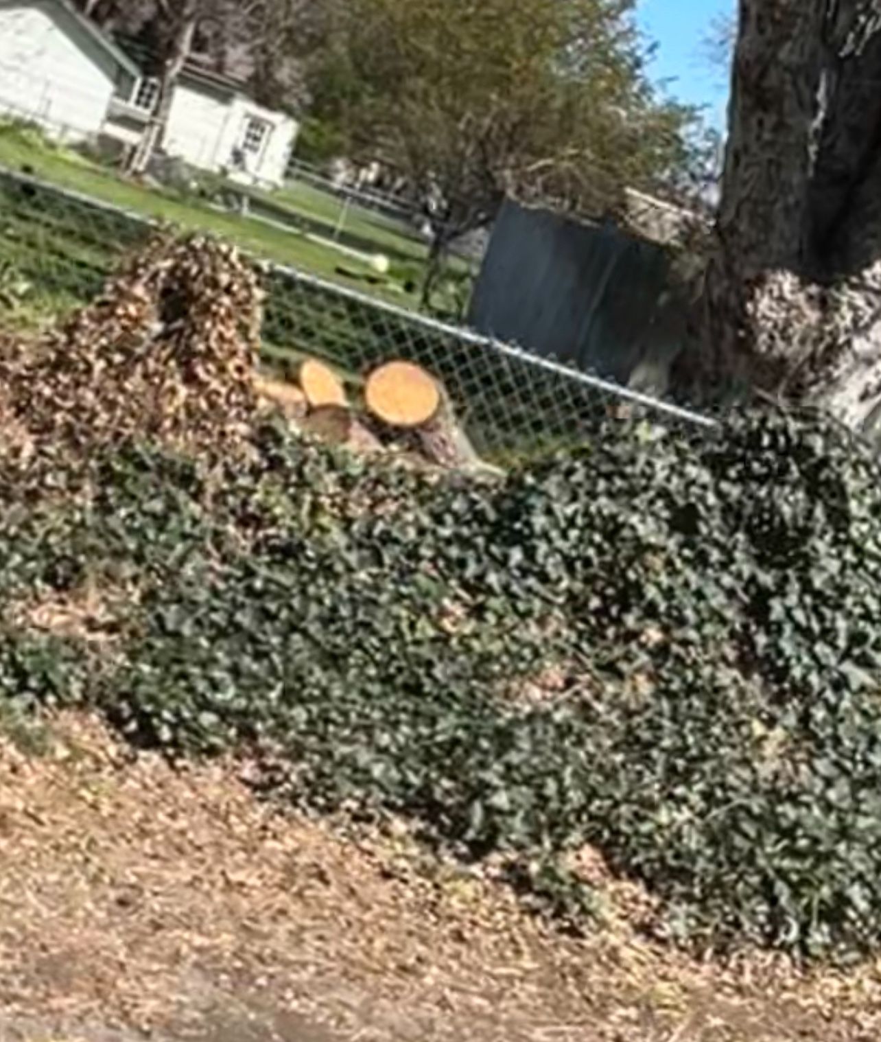 Pine Tree Wood