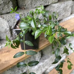 Periwinkle  Vinca-Vine  Perennial Plant, Ground Cover, Basket Filler.